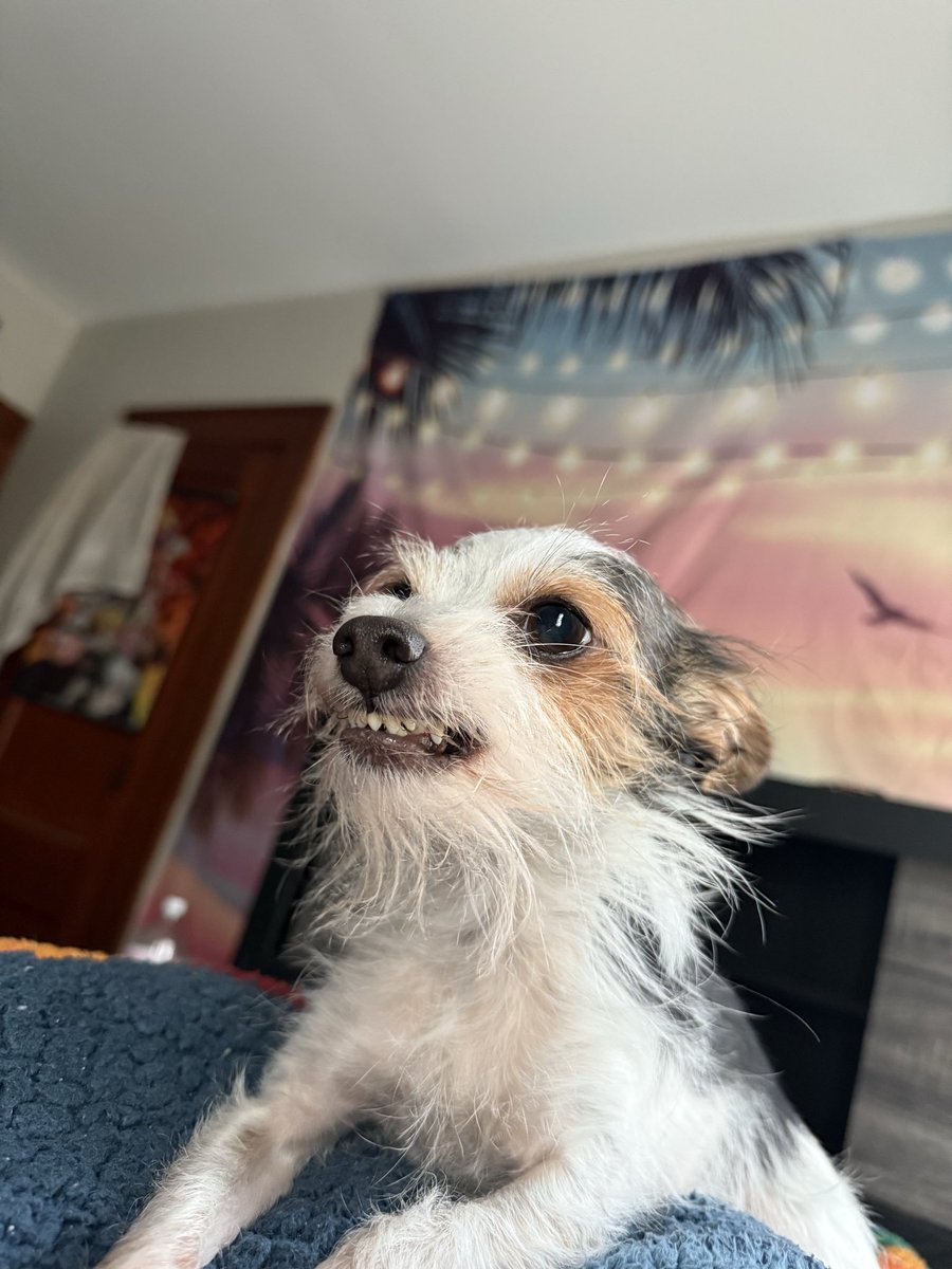 DiajehM's tweet photo. @diamonatrixx No LITERALLY lol, my lil baby is half and swears he’s a person 😭 cause wym I barely open my eyes and this is my first sight in the mornings 🤣 https://t.co/XLSStYjjxN
