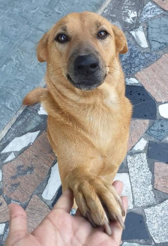 tododiacaes's tweet photo. Feliz dia do vira-lata ❤️ https://t.co/Xtys0gPM74