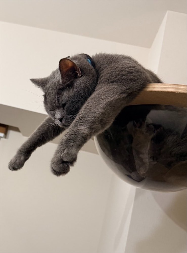 Kotetsu_m13's tweet photo. おてて伸ばして…熟睡中
#ブリティッシュショートヘア 
#猫のいる暮らし https://t.co/RZpgBlmvSs