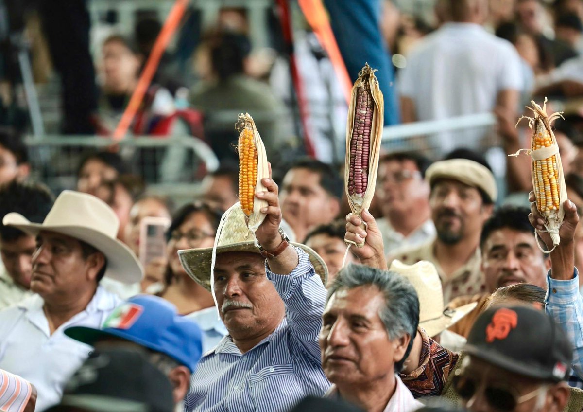Letamaya's tweet photo. En Suchilquitongo #Oaxaca, acompañamos a la presidenta @Claudiashein en la entrega de recursos a agricultoras y agricultores que forman parte del Plan Nacional #ElMaízEsLaRaíz, que tiene como objetivo garantizar la producción de maíz nativo y conservar su diversidad biológica y cultural.

El maíz es elemento de identidad nacional, alimento básico del pueblo y la base de la existencia de los pueblos indigenas y afromexicanos .

Por eso: sembrar maíz es sembrar #Bienestar. 

@salomonj @columbalopezg  @Mary_Luisa_AG #FlavioAragónCuevas