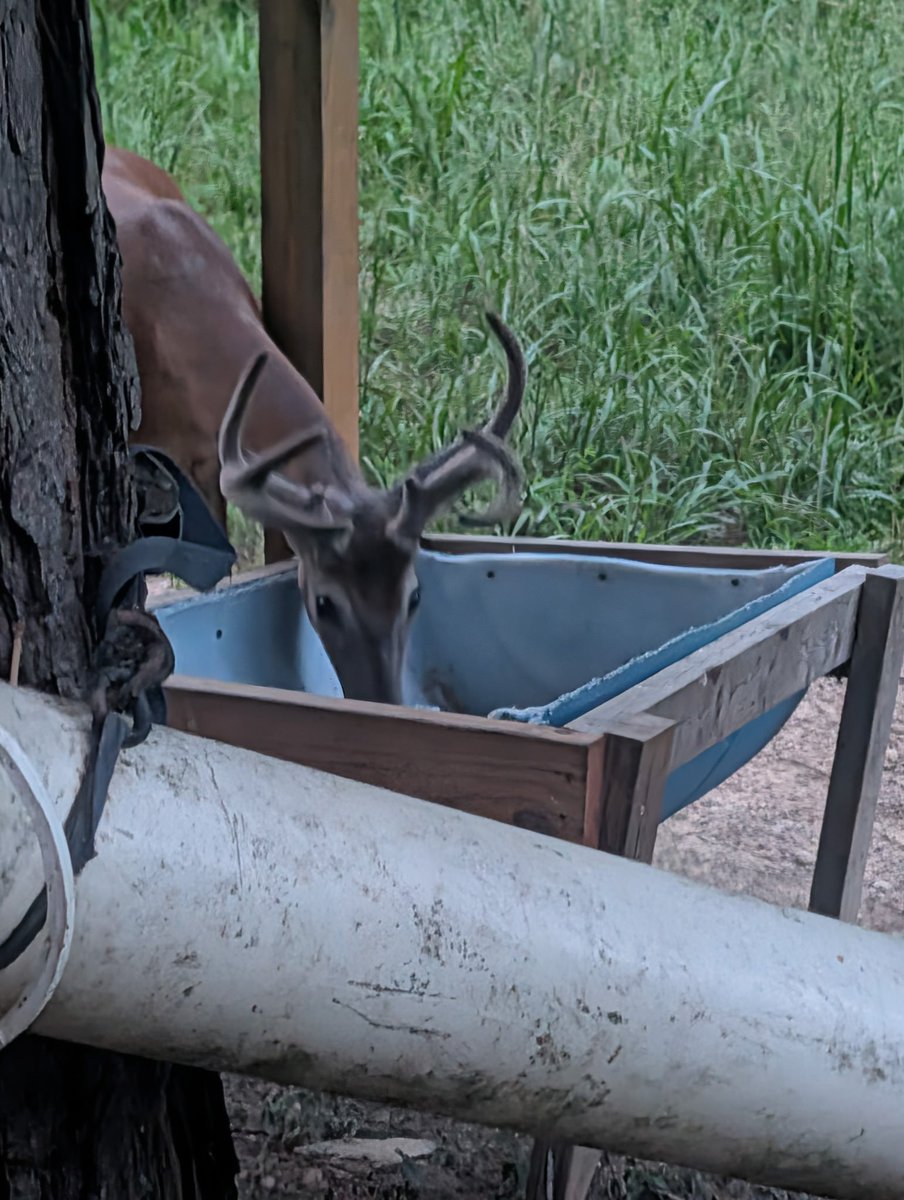 HUGEAZZBISCUIT's tweet photo. When your buddies stop by the barn to say hello! https://t.co/99ubqdr21V