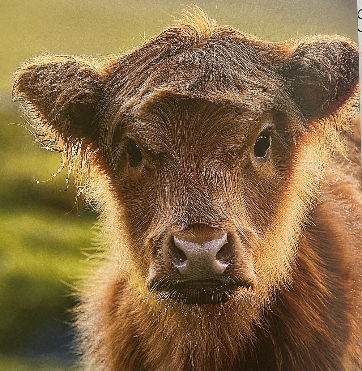 AusIndiMedia's tweet photo. Happy Coo Day @minkelCT @ComissionerKate @JudyLee81046752 @SidorDid @RosemaryHolley6 @BeaKos2 @hildabearn @moggylana @CannieW54 @JoJomills13 @lachiemc64 @UrbanWronski https://t.co/A2uM9K6E8y