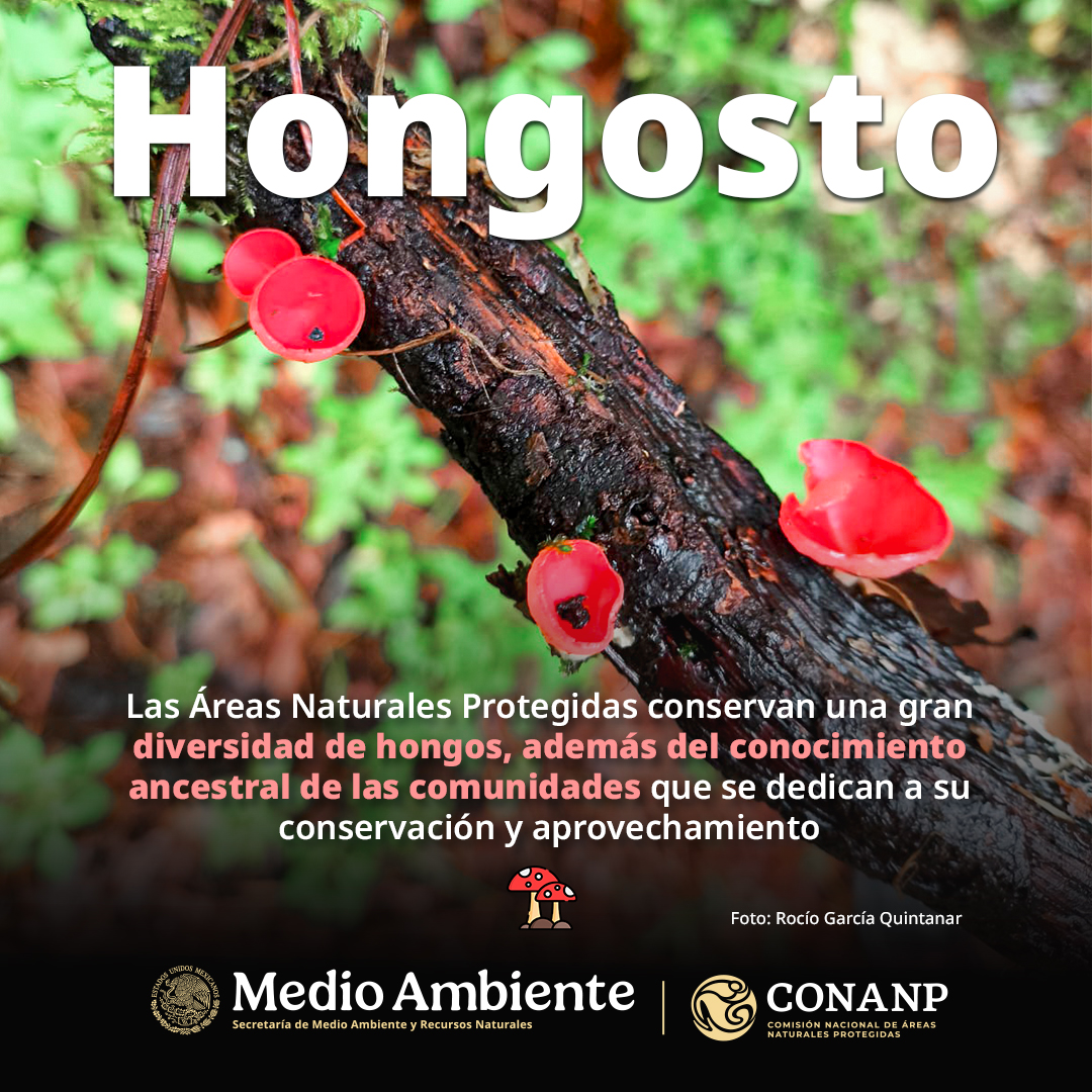 CONANP_mx tweet picture