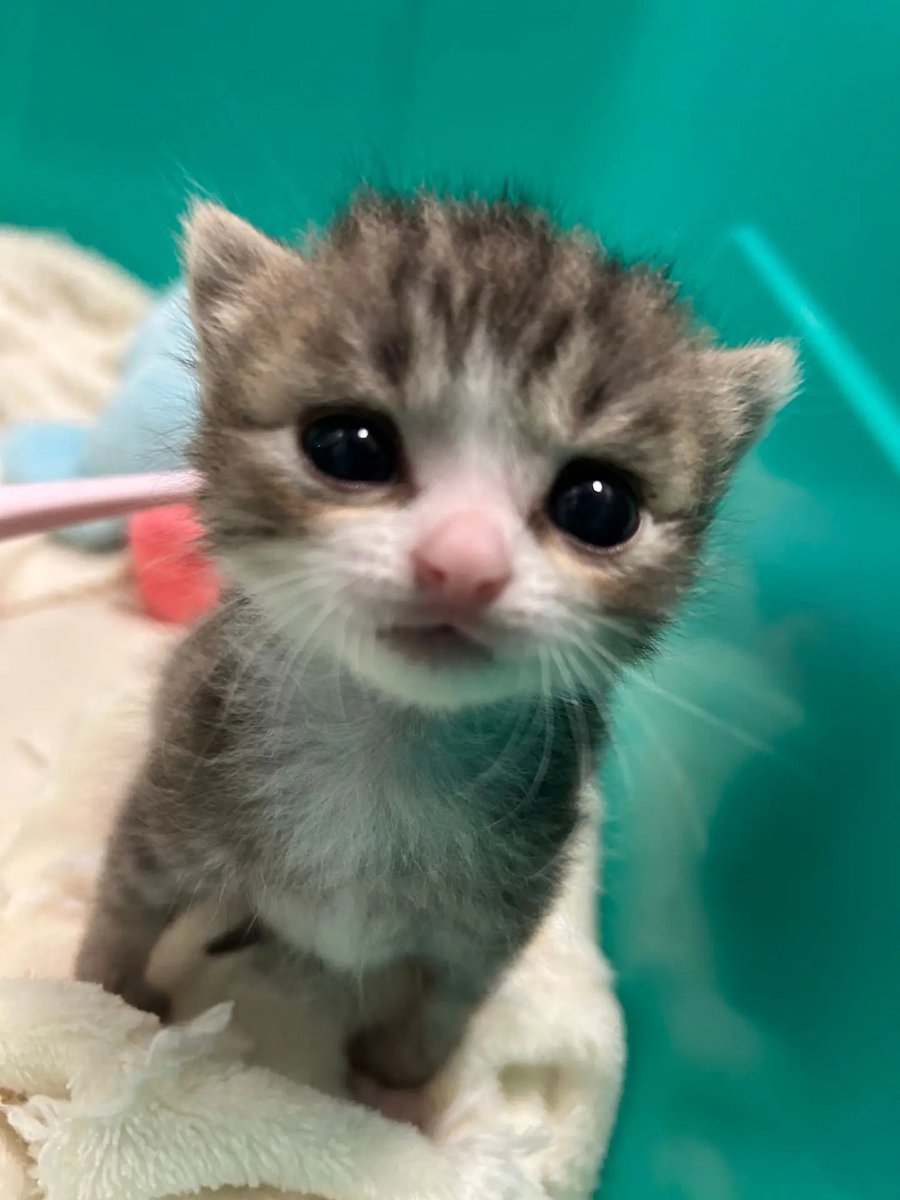 catxrzl7a's tweet photo. https://t.co/6UYCrThA4N