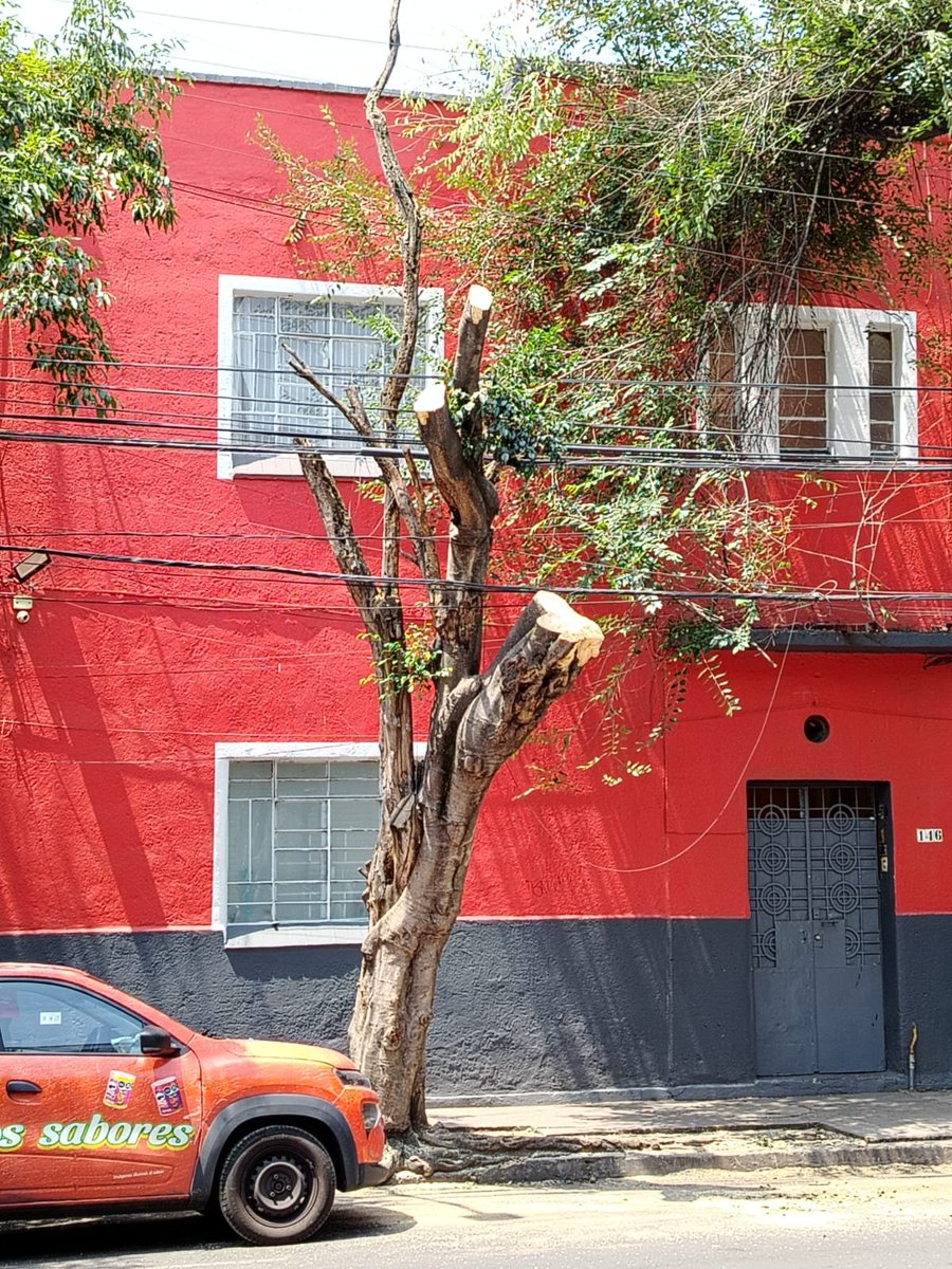 juanitaperezsa1's tweet photo. @supercivicosmx  porfa ayuda. El.Alcaldia Cuauhtémoc no podan los árboles,los asesinan como paso en Eligió Ancona 146, como se denuncia el.ecocidio? https://t.co/OHF0c6CtcF