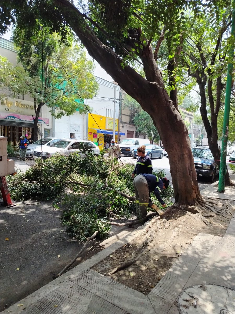 juanitaperezsa1's tweet photo. @supercivicosmx  porfa ayuda. El.Alcaldia Cuauhtémoc no podan los árboles,los asesinan como paso en Eligió Ancona 146, como se denuncia el.ecocidio? https://t.co/OHF0c6CtcF