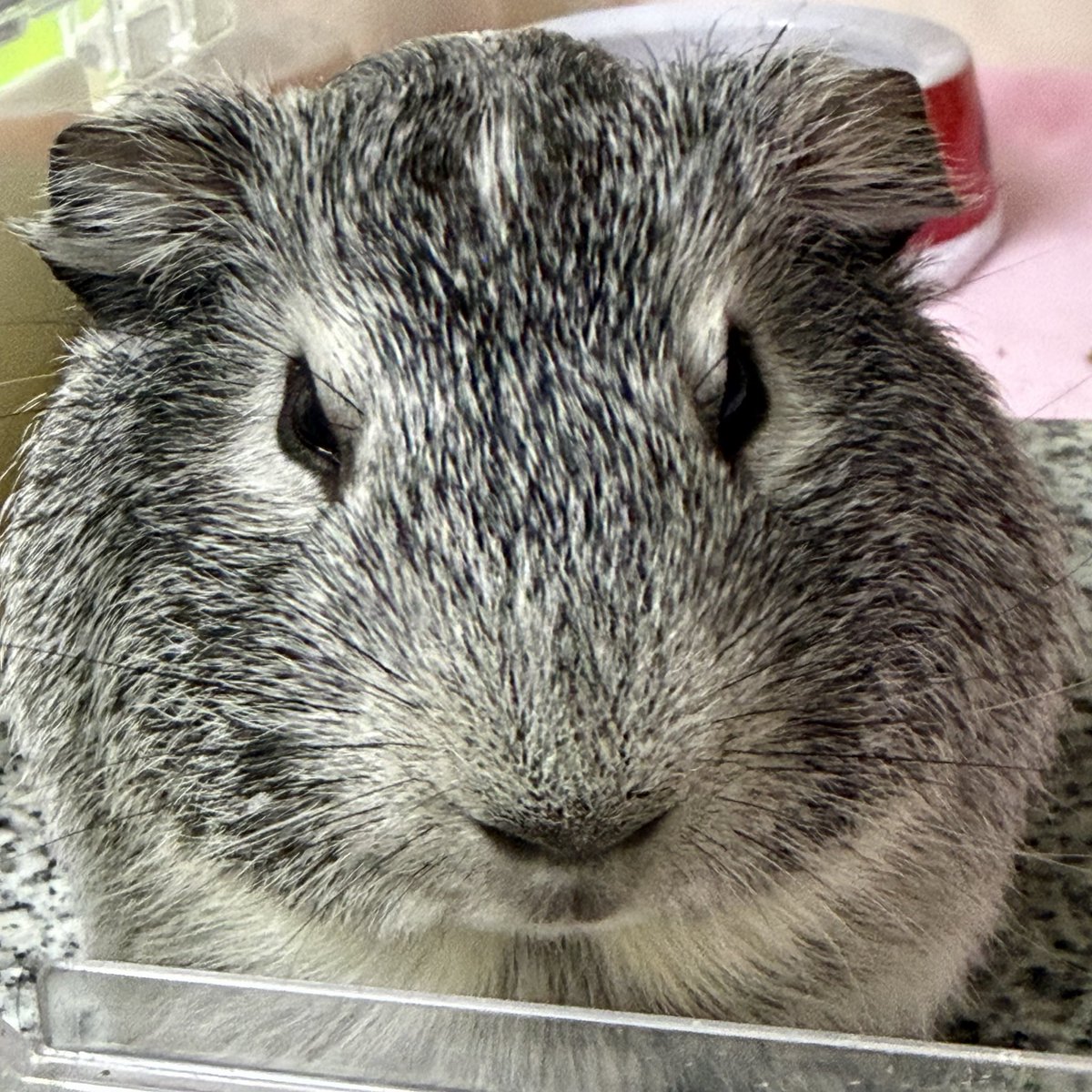 Debugorgon's tweet photo. 飼い主いまから
ローデンツ東京に行ってくるってさ
#モルモット
#テンジクネズミ
#guineapig https://t.co/RpoOxOHr5d