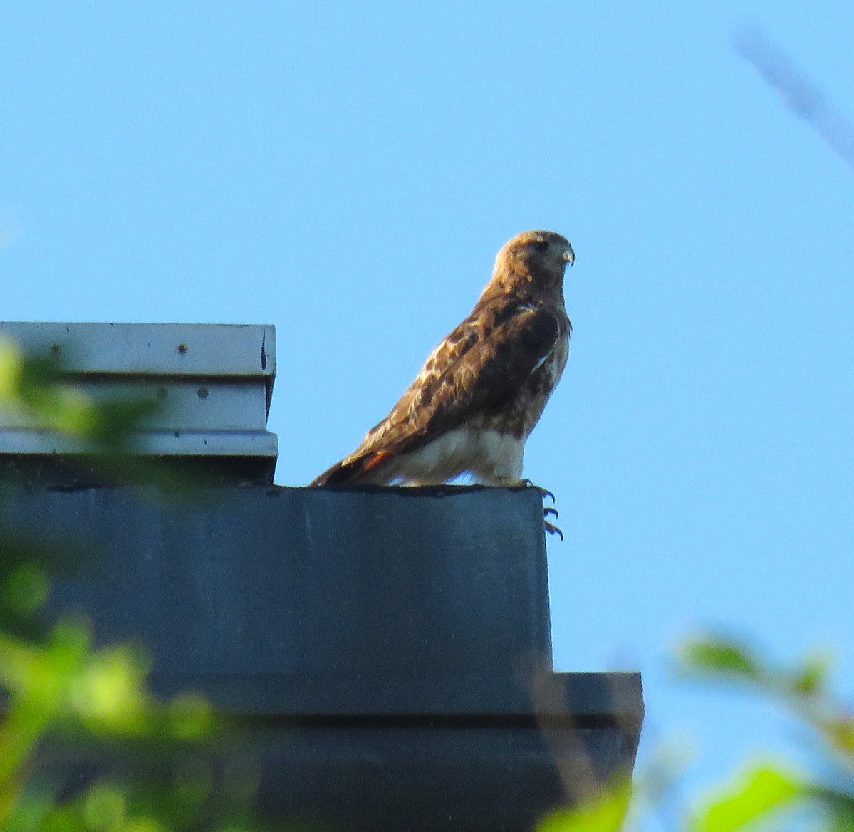 CornellHawks's tweet photo. 19:27, 7/31 P1 &amp; P2 spotted at the Stadium w/calls back &amp; forth!

One P flew across the Stadium, chased a pigeon &amp; headed toward Statler while the other P remained at the Stadium.   

Lovely BR spotted on top of McGraw this evening.

Many thanks to Suzanne &amp; woodg for the report! https://t.co/tbYcEenPcm