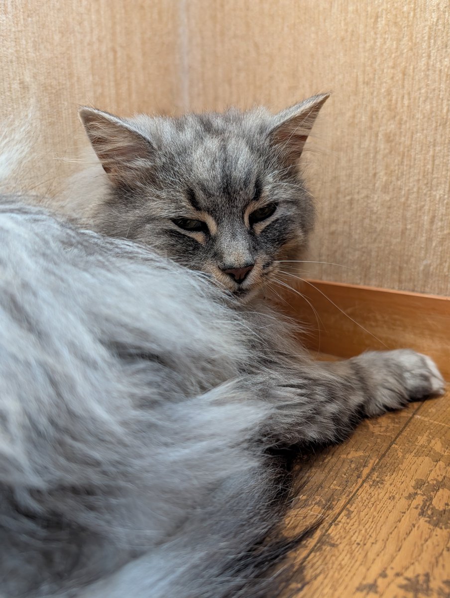 melty_topaz's tweet photo. 猫、さっき居間に来たのにもう父の寝室に戻ってる。
居間の方が涼しいのに～。
何度云い聞かせても何処吹く風…。

見返り美猫💕

#ノルウェージャンフォレストキャット #幸せ猫ぐらし #猫しか勝たん https://t.co/vZcaJKeU8g