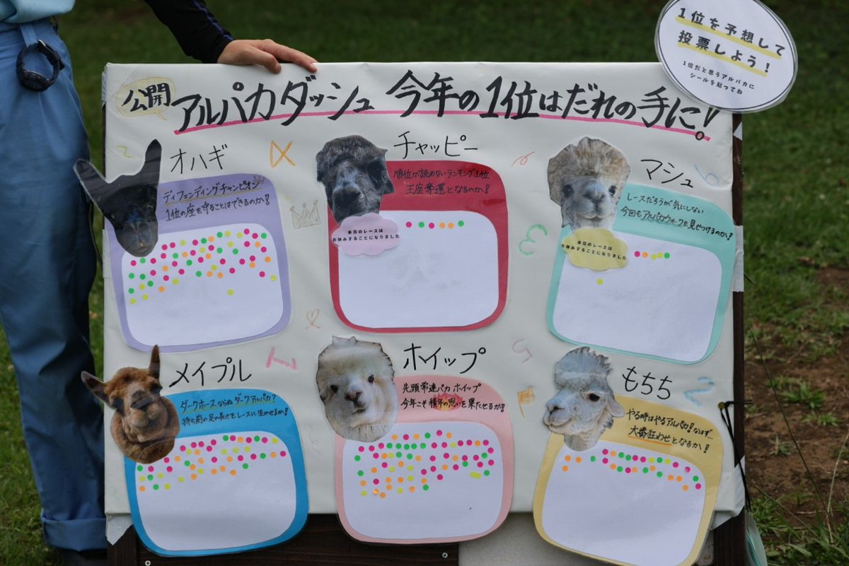 teichan2014's tweet photo. アルパカダッシュ開催ありがとうございました😊!
2年連続おはぎが１位👑おめでとう！
チャッピーとマシュはのんびりと参加☺️
2026.7.31
#市川市動植物園　#アルパカダッシュ
#全国アルパカの日 https://t.co/QSzwJjFIOF