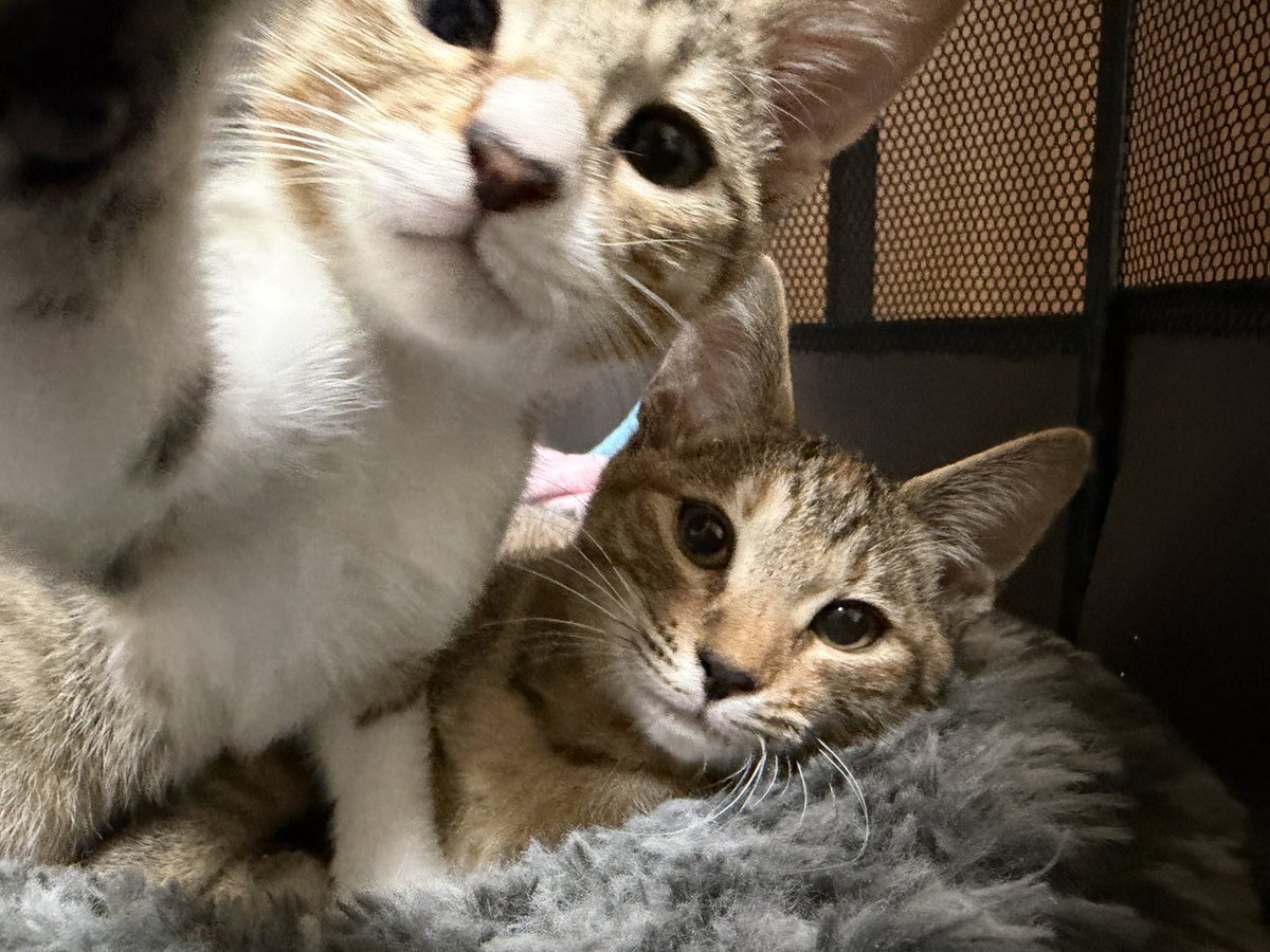 tartekatze's tweet photo. 自撮り写真みたいな可愛いの撮れた！ https://t.co/cEEZ4wg9mx