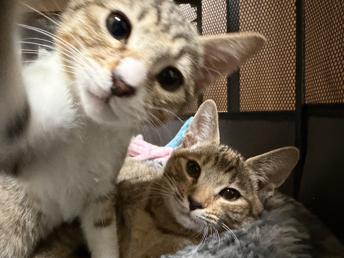 tartekatze's tweet photo. 自撮り写真みたいな可愛いの撮れた！ https://t.co/cEEZ4wg9mx