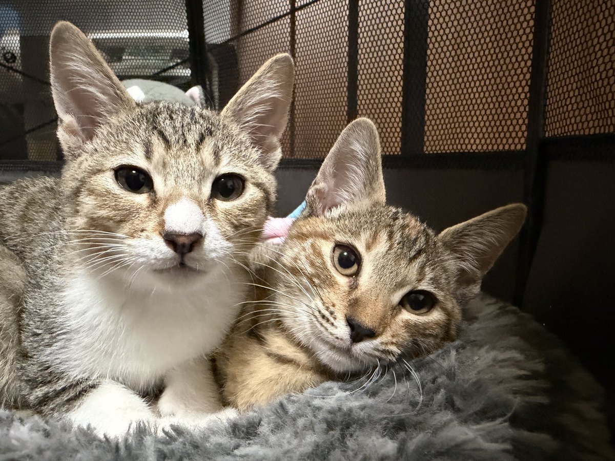 tartekatze's tweet photo. 自撮り写真みたいな可愛いの撮れた！ https://t.co/cEEZ4wg9mx