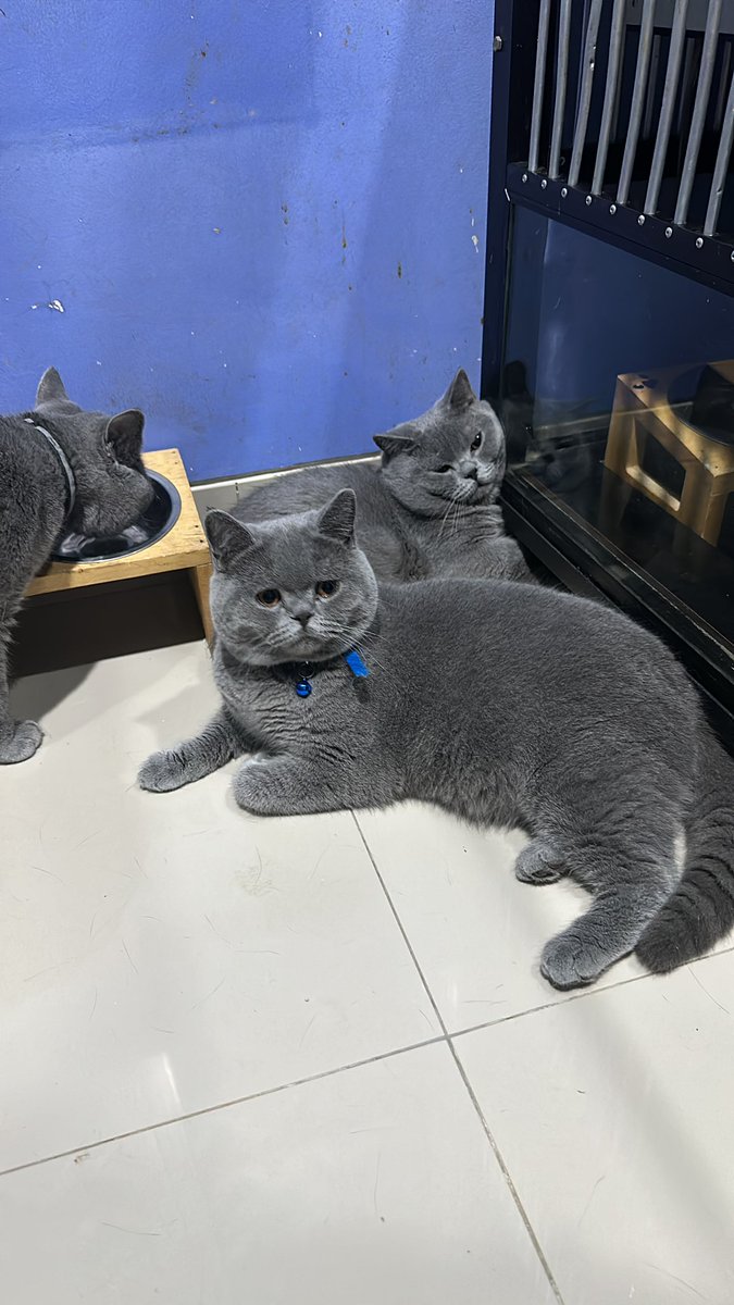 priliaapril's tweet photo. Makanannya              Yang makan 😽 https://t.co/crNzsVf0HG