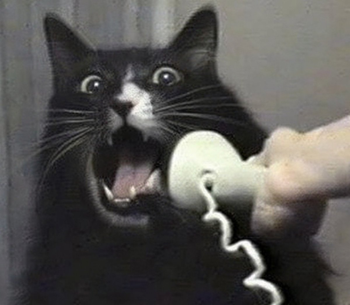 avci100x's tweet photo. This is super easy!
$CALLCAT is the perfect beta play to the main runner. Same iconic meme, a fresh angle, and a narrative anyone can understand instantly. 
As the dog keeps running, the cat on the other end of the phone is next. https://t.co/t8D6SIDkGl