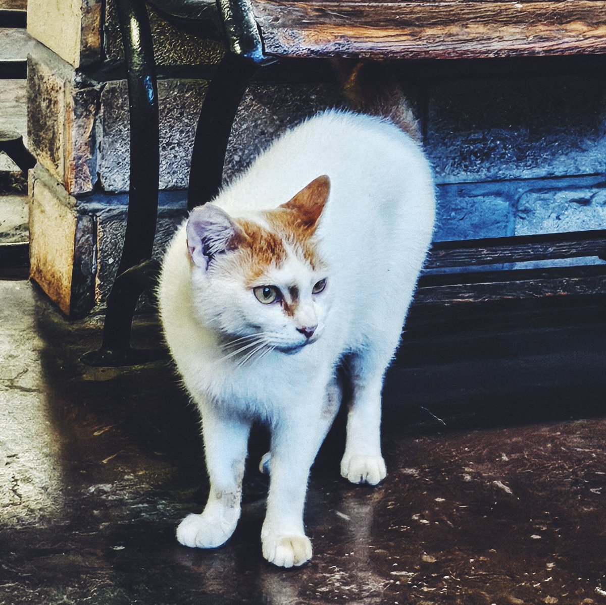 _utomog's tweet photo. 毎年行ってる猫がいるカフェ
ストロガノフオムライスがめっちゃ美味かった https://t.co/xuob7Owo2F