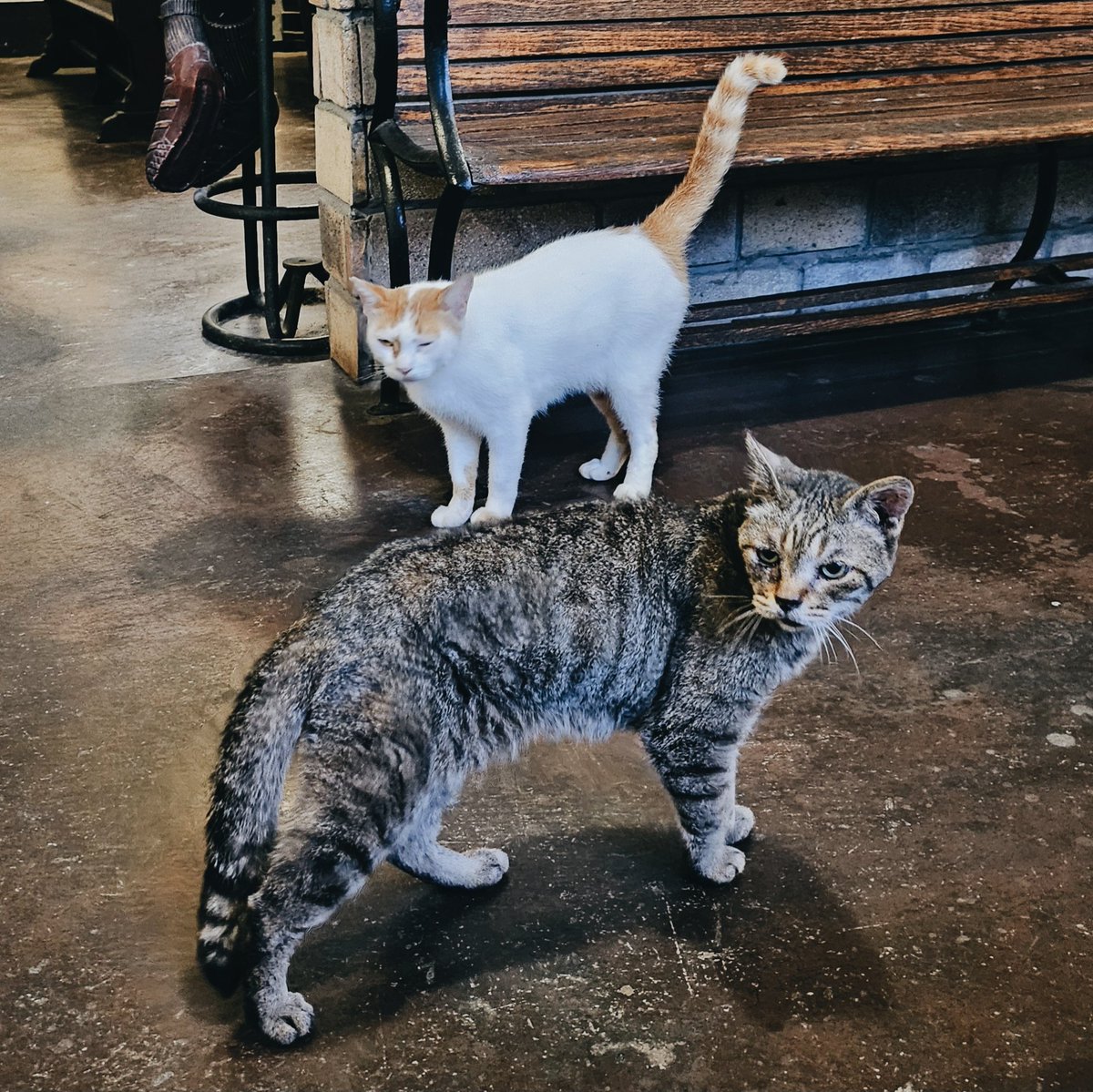_utomog's tweet photo. 毎年行ってる猫がいるカフェ
ストロガノフオムライスがめっちゃ美味かった https://t.co/xuob7Owo2F