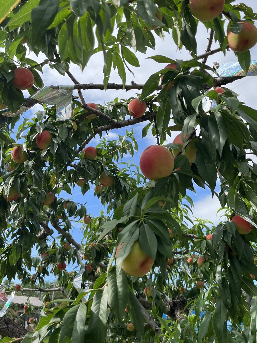 samonnouen's tweet photo. サモン農園🍑です

🍑🍑白鳳🍑🍑
本日8/1(土)

☆10時オープン☆

あいにくの雨ですが☔
今日は、いつもより多く収穫しました！！
雨続きで熟度が進み
終盤に近づいてきましたので
お早めにお買い求めくださいませ♪

無くなり次第終了です。
(店頭販売のみ)←すみません🙇‍♀️

ご来店の際は足元にお気をつけてお越しくださいませ🤗