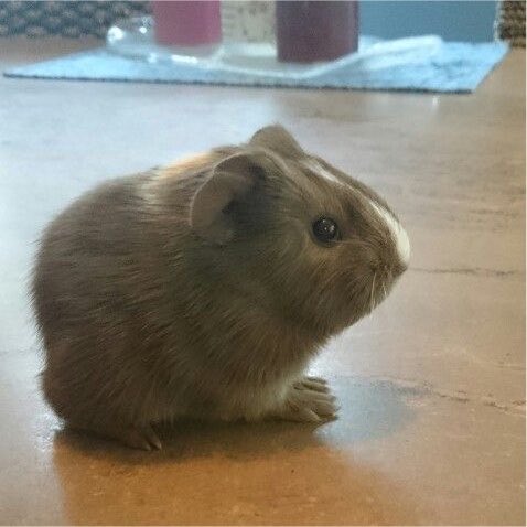 dailyguineapig's tweet photo. I Feel So Alone On A Friday Night... https://t.co/FsTZJIo5YD