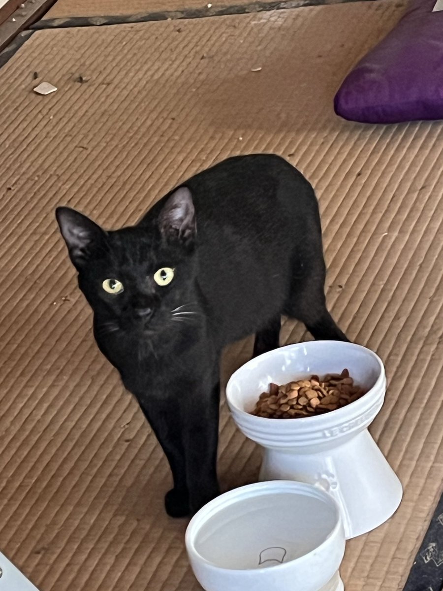 cocoro195's tweet photo. ＃熊本県八代郡氷川町鹿島
＃迷子猫
＃迷い猫
今朝、自宅に片付けに行ったら見かけない黒猫さんが居ました。
私が家に入ったらいつの間にか入って来てて、ごはんあげたら近くで食べてくれました。
探されている方がいらっしゃるかもしれないと思い投稿しました。
心当たりのある方はご連絡ください。 https://t.co/ImOUoxtBsP