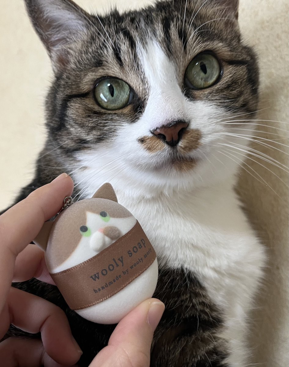 【モーリー@モーリー】10cm 4段バスレフ箱 無塗装ペア wooly morly ウーリーモーリー (@woolymorly) / Posts and Replies / X