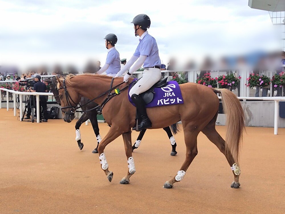 akachamp5972's tweet photo. バビットだ❗️✨

札幌競馬場👏
誘導馬デビューおめでとうございます🔰

#札幌競馬場
#バビット
#誘導馬
#ナカヤマフェスタ産駒
#ステイゴールド一族
#栗毛 https://t.co/bMgskt8HKI