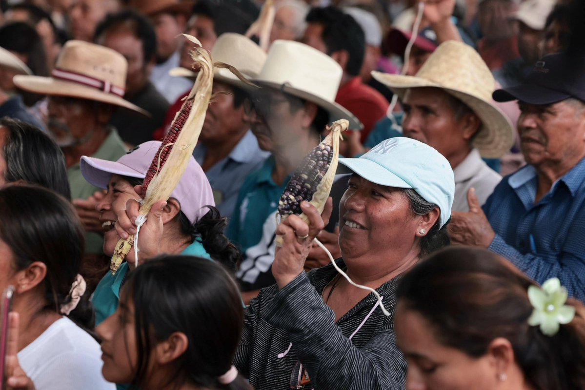 Mary_Luisa_AG's tweet photo. Desde Santiago Suchilquitongo, Oaxaca, junto a nuestra Presidenta, @Claudiashein, realizamos la entrega de las Milpatecas, herramientas de uso colectivo que fortalecen el trabajo comunitario como parte del Plan Nacional de Maíz Nativo: #ElMaízEsLaRaíz. 🌽

Con la participación del gobernador @salomonj, la secretaria de @Agricultura_mex, @columbalopezg, autoridades ferales y estatales y el equipo de @alimenbienestar, reafirmamos el compromiso de seguir acompañando a las y los pequeños productores para conservar nuestros maíces nativos y fortalecer el bienestar de las comunidades que lo cultivan. 💚🤝🏽