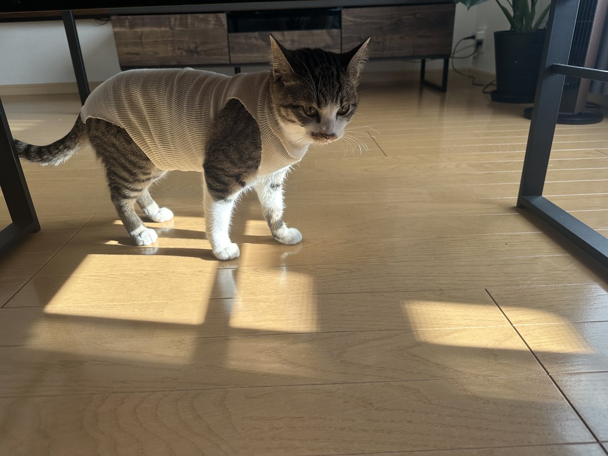 taa0802's tweet photo. ←バブ期（0歳）        ニートベテラン期（5歳）→ https://t.co/O2C3VFuDbB