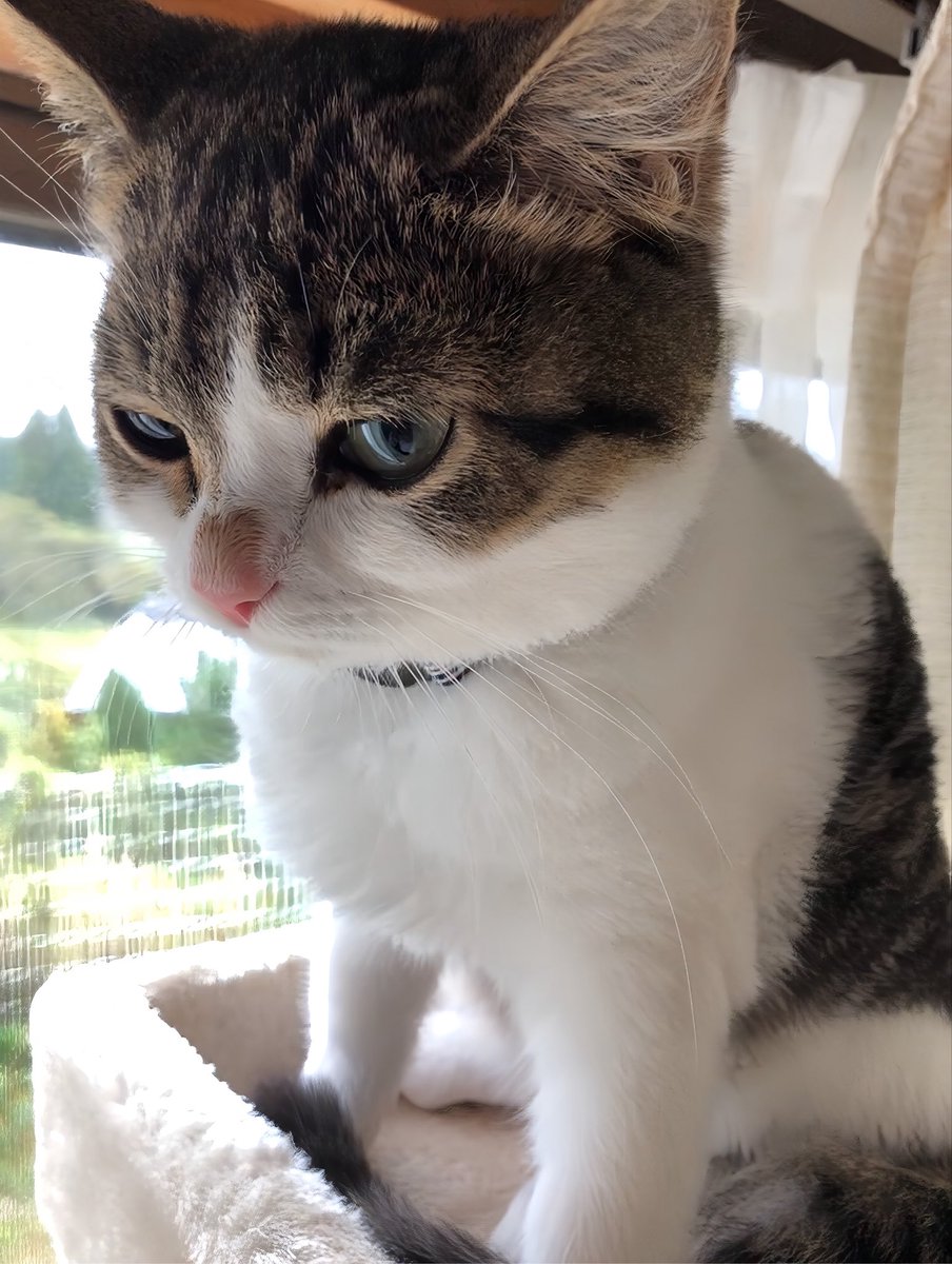 nikoandkotatoro's tweet photo. そうだ…猫、吸おう。
スーハースーハースーハー…（１時間経過）

……ちょっと長くニャい？ https://t.co/vvdDdDDWu9