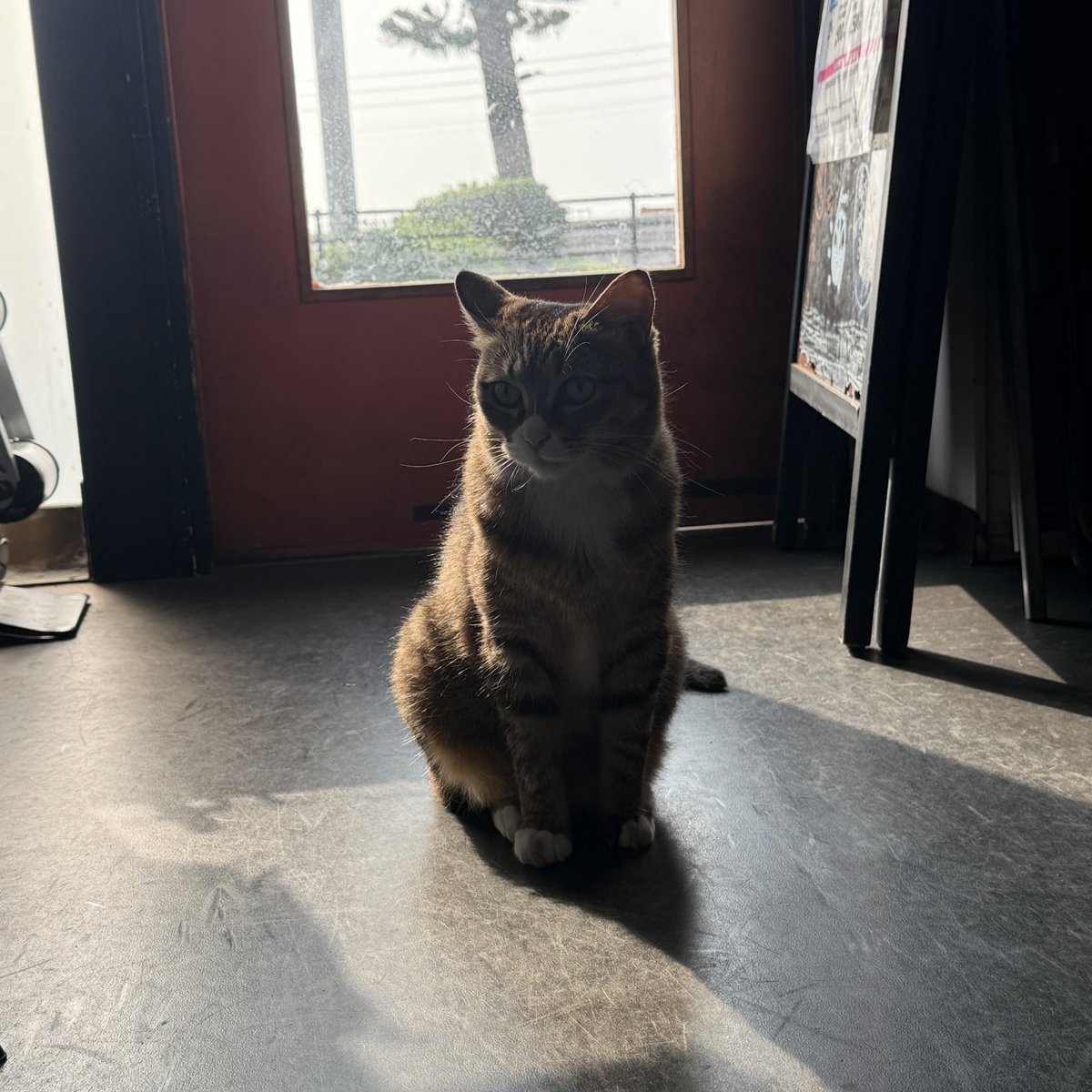 umikaze_cat's tweet photo. おはにゃ https://t.co/AfPy8uQTwY