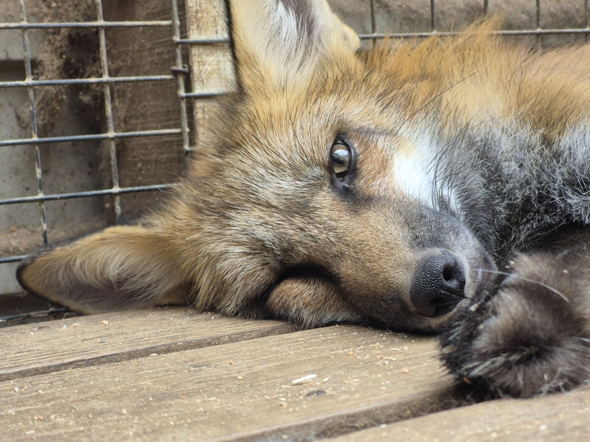宮城蔵王キツネ村(公式)🦊 (@kon_fox_village) / Posts / X