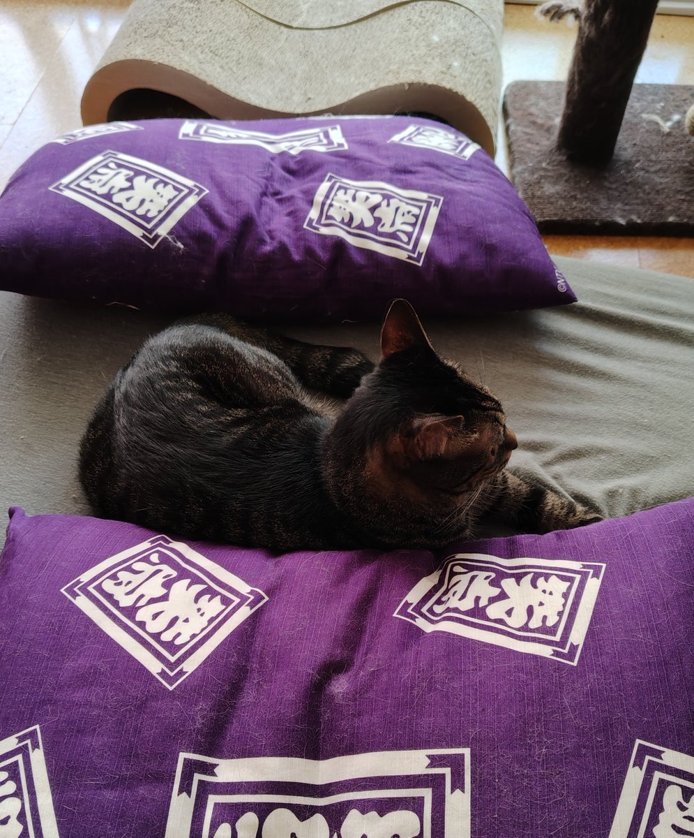 chaumoru's tweet photo. おざぶ、ねこち、おざぶ、爪とぎ。
#猫のいる暮らし𓃠 #元保護猫
#マーレ
#良い土曜日を https://t.co/sXBlYbiO23