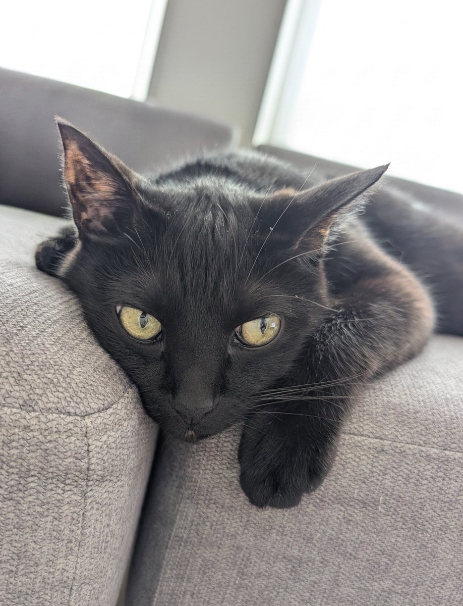 konekowohirotta's tweet photo. 3027日目。
最近ソファーの隙間に顎を置くことが多い黒猫。3歳弟に「ちたら（＝ティチャラ＝黒猫）、おちちゃうよ」と話しかけられるも気にせず隙間を堪能していた。
その後もずっとアゴ置きしてるので、3歳弟から「すきなんだね」と認定を受けていた。 https://t.co/826ITHWiv0