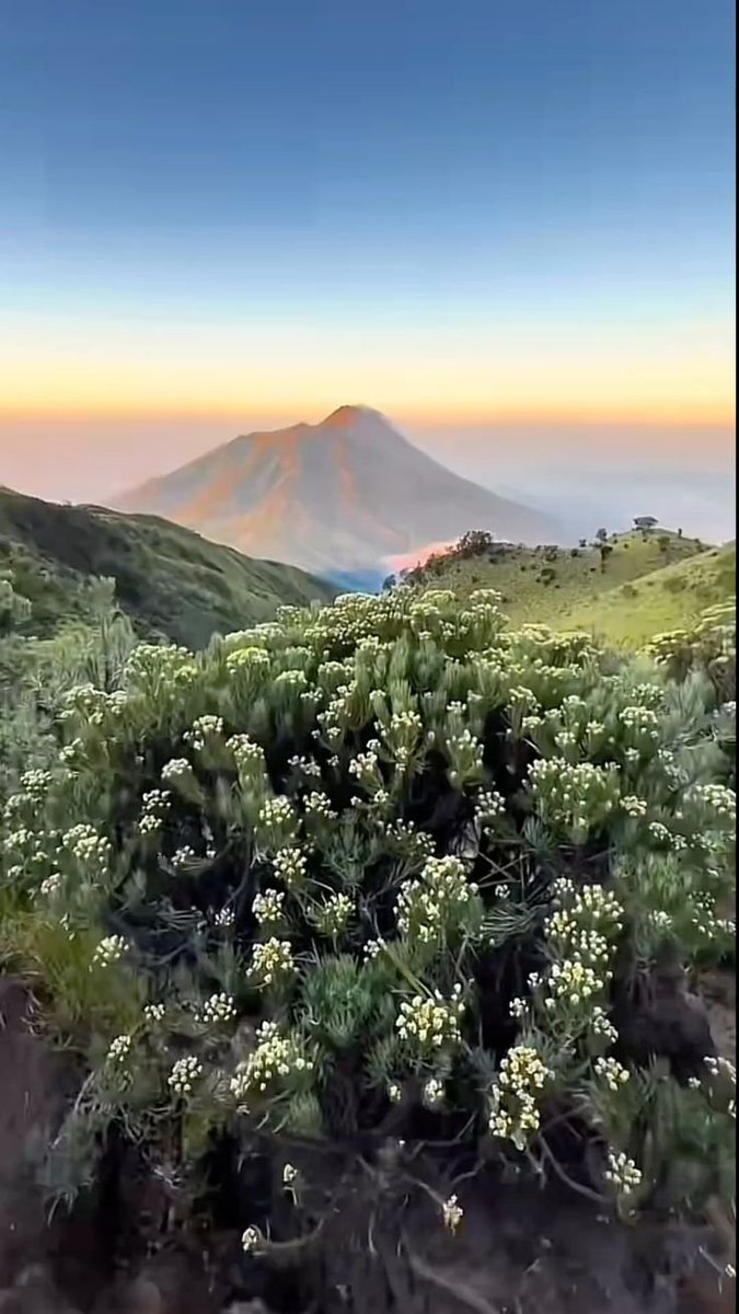 fikoefi's tweet photo. 🗻🌱 https://t.co/pzTiMppkvr