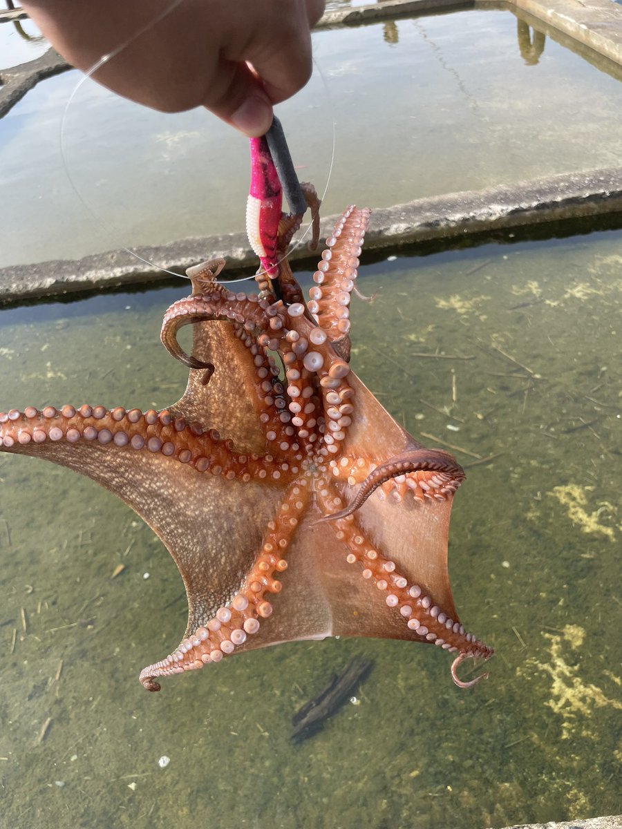 ueue2222's tweet photo. 沖の北で良型連発
中波止もいい感じでしたよー🐙

#蛸乗りジョニー
#メジャークラフト
#岸和田一文字 https://t.co/jCrK1bgmjA