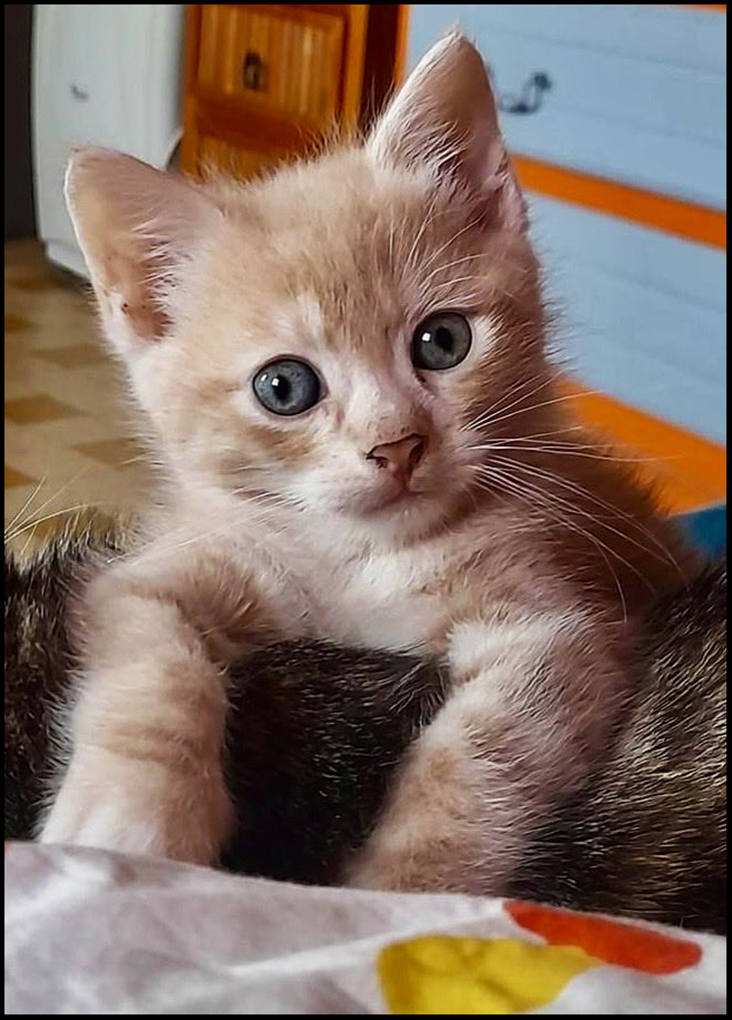 AlainHanel's tweet photo. BAROMÈTRE LULU...
Sonnez trompettes et clairons, Lulu a mis ses pattes et ses puces chez le bipède le 1ᵉʳ août 2023…
Depuis, il a acquis un titre (baron), a un écuyer Niaco et un locataire à tout faire : son bipède…
Lulu a pris la place de la délicieuse Mélodie, Lulu a su très vite faire oublier au bipède son chagrin et aujourd'hui un seul mot d'ordre : FÊTONS LULU !!!