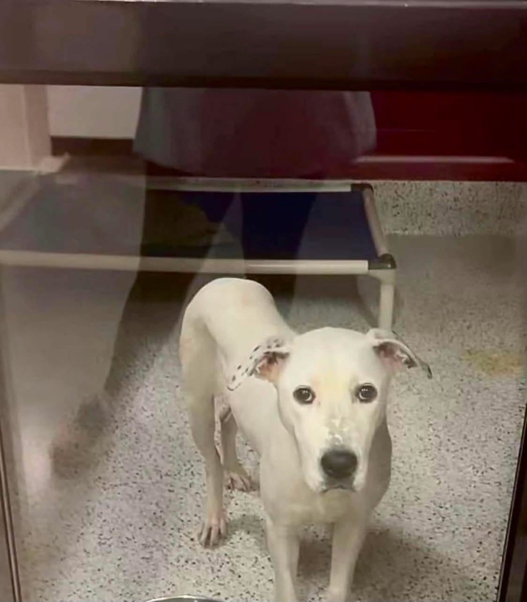fionaismybitch's tweet photo. URGENT IN FULTON COUNTY, GA‼️‼️‼️‼️‼️‼️‼️‼️‼️
Hamper knows this is her last night. She needs somebody now!!
💔Hamper has a final deadline extension of this morning. There will not be any further extensions. 
🙏🙏🙏🙏🙏🙏🙏🙏🙏🙏🙏🙏
I haven't met Hamper personally, but I don’t need to know she deserves a real chance. 
This sweet girl loves her people. She’s enjoyed interacting with other dogs and making new friends in playgroup.  She’s a happy mixture of sweet and calm, followed by bursts of puppy energy. 
She is young at 1 years old and tiny at only 34 pounds. She is spayed and ready for her new home!!

Please don’t let this be her end. Somebody give her a chance. 

Hamper’s shelter link:
https://t.co/qFkqLDqOg7

 Fulton County Animal Services
1251 Fulton Industrial Blvd NW, Atlanta, GA 30336
adoptions@fultonanimalservices.com
foster@fultonanimalservices.com
