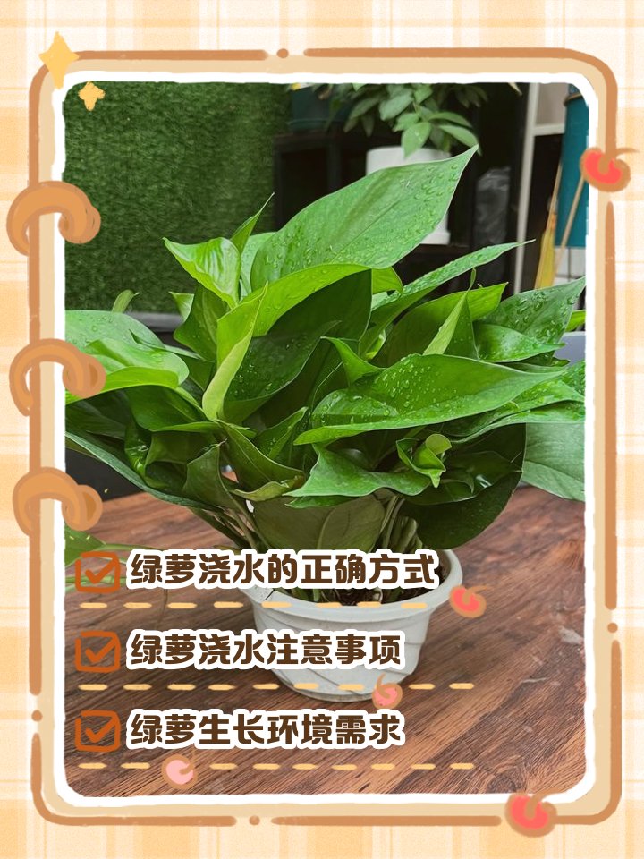 Hohotima's tweet photo. 【绿植��tip】室内观叶植物别频繁浇水，摸土干到2cm深再浇透，窗边散光养不黄叶～ https://t.co/3qlTUxntdw
