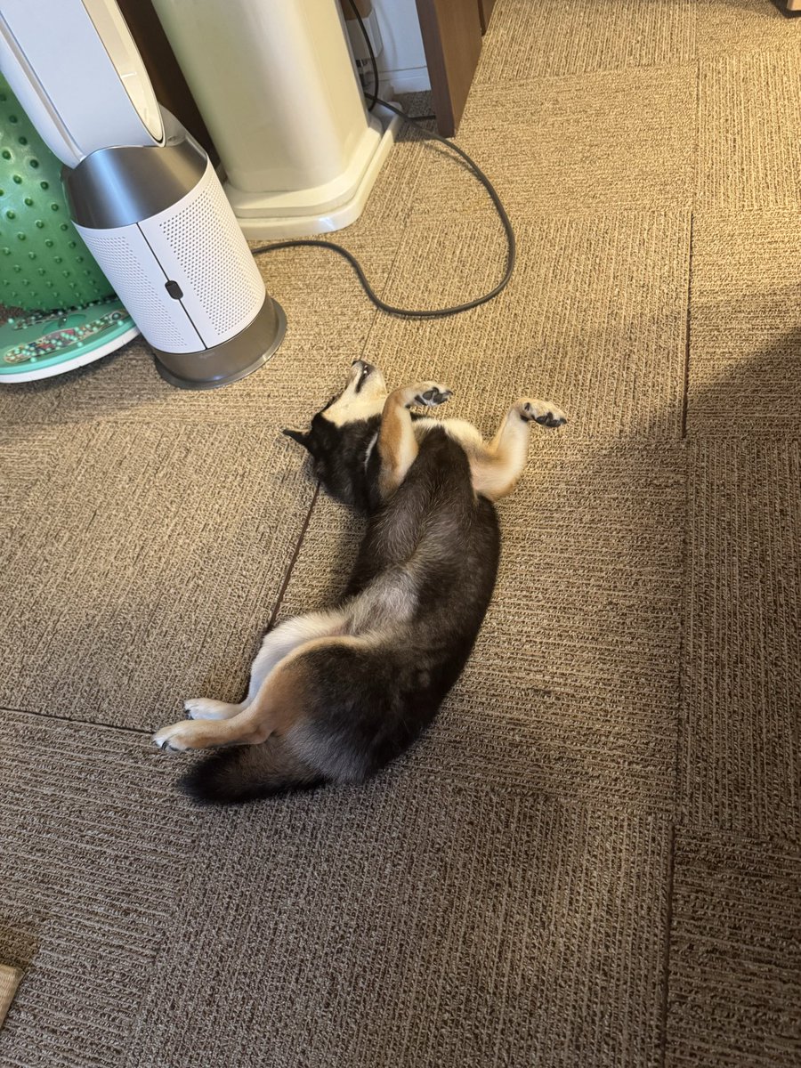 Heinrich213's tweet photo. 独特な寝かた https://t.co/NaAqRklltC