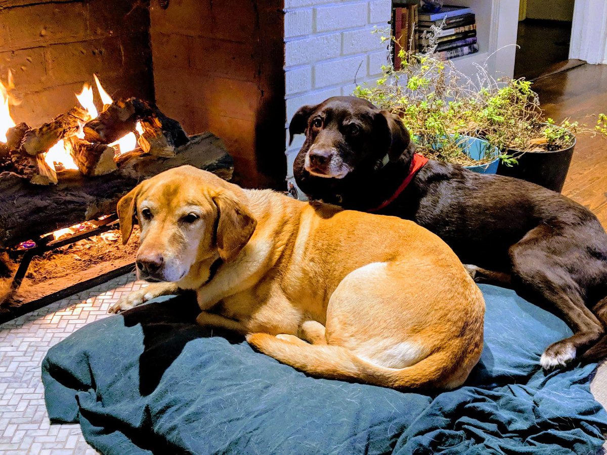willy7b's tweet photo. My adorable pets. What's your pet? https://t.co/RbdEKCuC5s