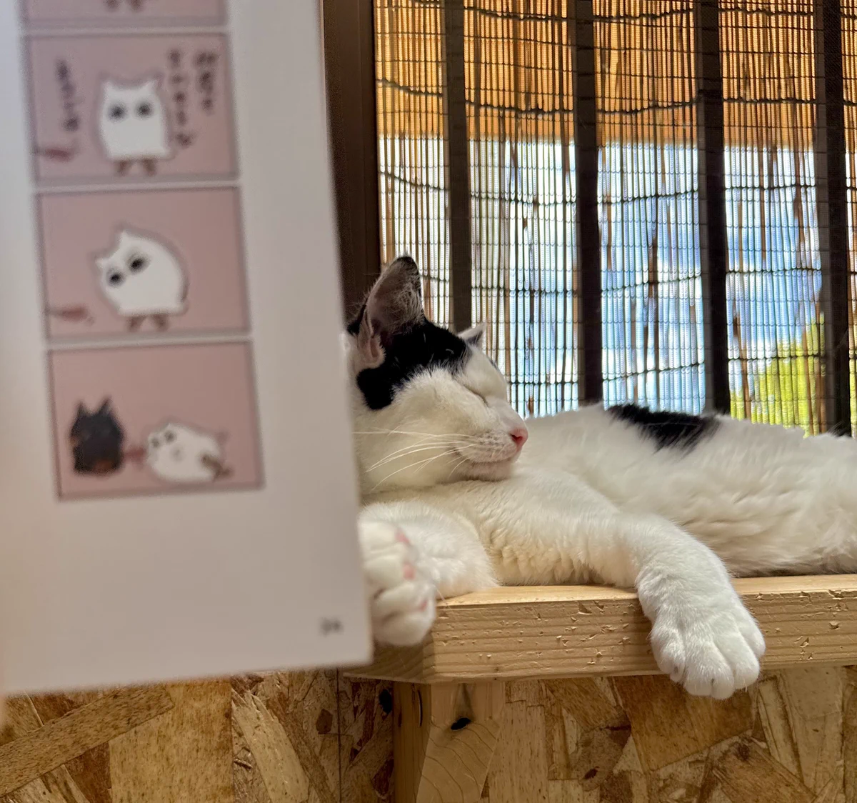 なみそ📕KEN/メジェド4コマ書籍化！ в X: „𓈒𓂂⋆͛📢⋆ 本日から開催