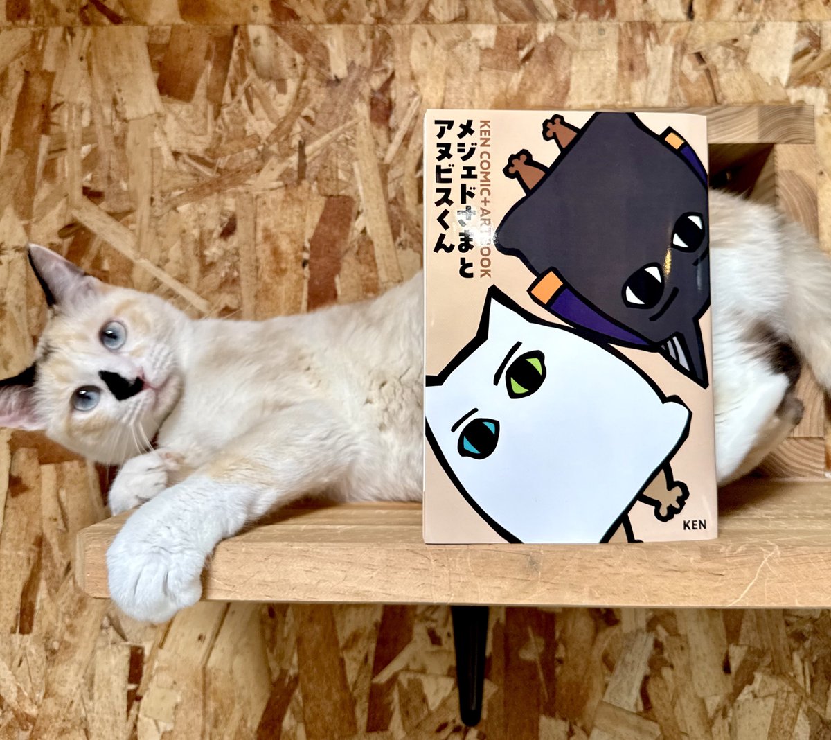 𓈒𓂂⋆͛📢⋆ 本日から開催される個展にて、書籍の先行販売を行います