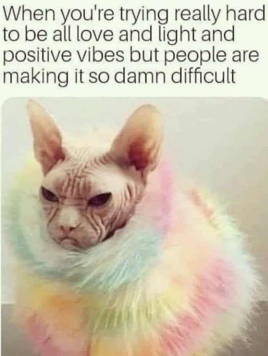 cattribunal's tweet photo. https://t.co/h1JUdlUnkf