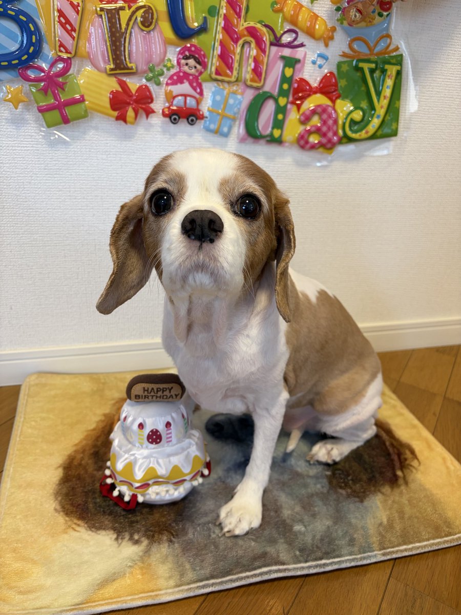 mitsuchan1jp's tweet photo. モモちゃん、誕生日おめでとう🎉🎁🎊

9年間元気でいてくれて、ありがとう😊
毎日癒してくれて、ありがとう❣️
これからもずっと一緒にいてね🤝

毎月1日恒例の体重測定❗️
生後9年0か月のモモは先月と同じく8.1キロでした🐶 https://t.co/9dIRvRXSAh