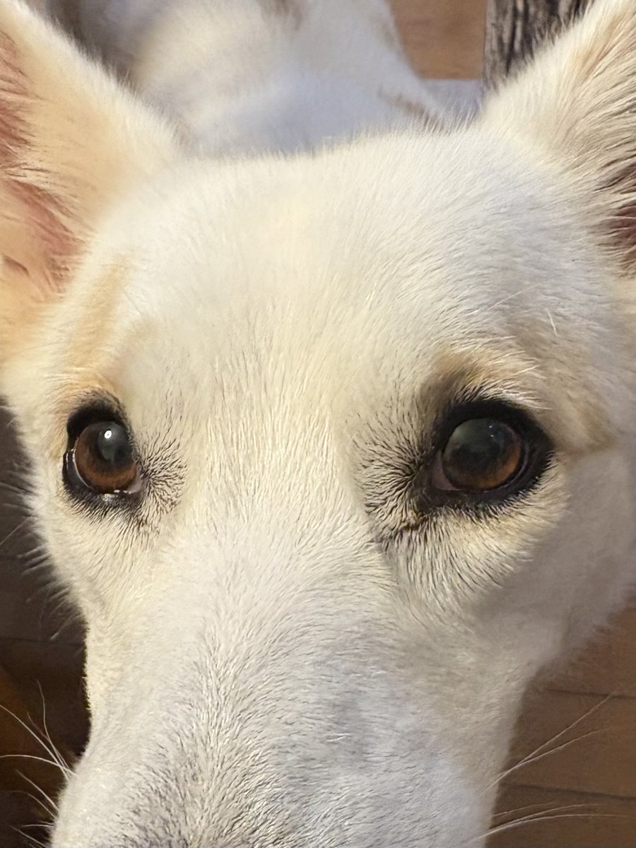 chiettila's tweet photo. おっと！
フィラリア予防薬お忘れなく〜〜！ https://t.co/NWFpP2hN87