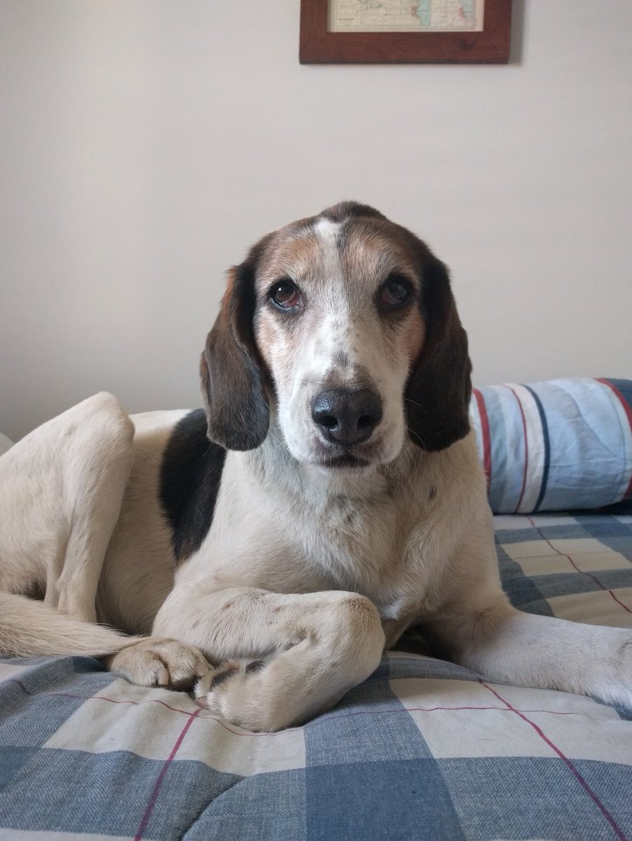 Sally Is A Dog tweet media