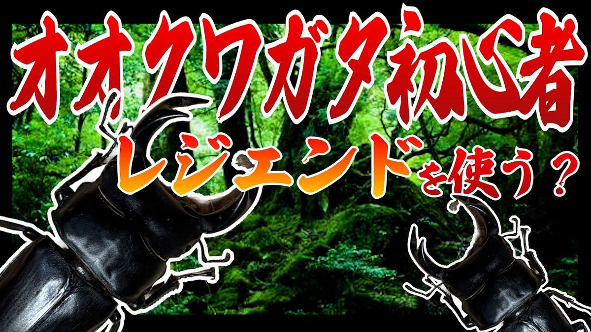 shiel2020's tweet photo. 【これ知らないと損する⁈…専門店が教えるオオクワガタの“本当の世界”】

東京都江戸川区の専門店「モンスター」さんへ行ってきました！

プロならではの飼育のコツなど
貴重なお話をたくさん伺っています😆

もっと深く楽しみたい方は必見の内容です！
ぜひご覧ください😊

https://t.co/lXBTp1GsP2 https://t.co/yHdaba07P0