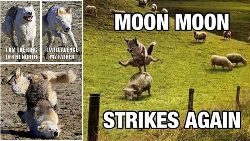 AnnJonesyuv9's tweet photo. @hal0withazer0 Poor Moon Moon, he's back at it again. So majestic, so flawless. 

#ValkIsLoved #BringValkoBack #ValkoIsValuable https://t.co/HUKeImldEe