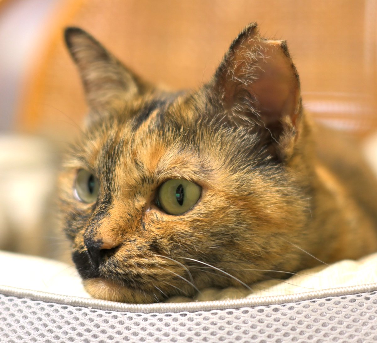 m_nekosub's tweet photo. 今日もあご置いてます
#サビ猫はいいぞ #猫のいる暮らし https://t.co/fITW2YqCZW