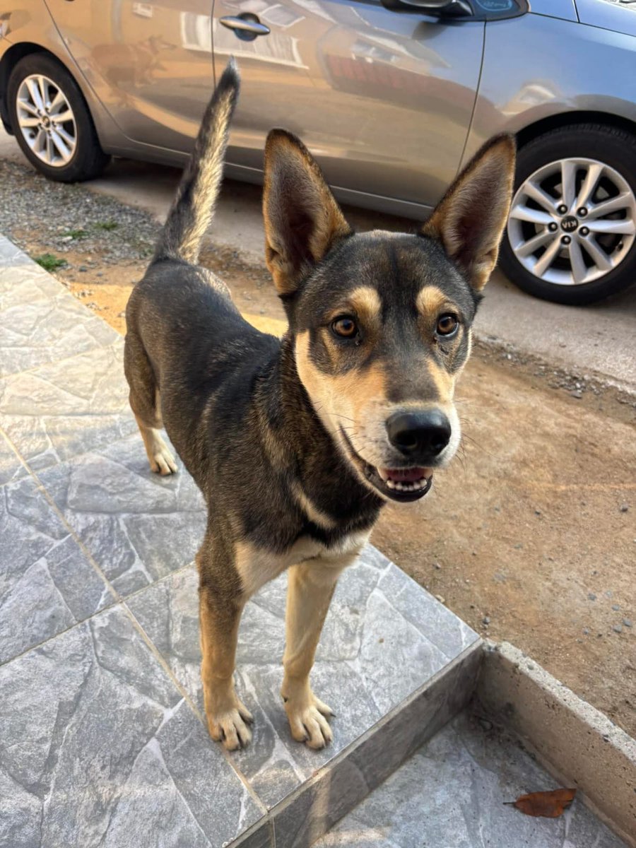 BrendaEtchegar1's tweet photo. VIÑA RECREO, AGUA SANTA SE BUSCA 56935779976 🙏🙏🙏 @AnimalParaiso @AdopCalleValpo @fund_quiltro @PerrosPlazaHuem https://t.co/2813z9J9pp